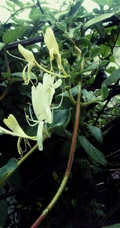 忍冬花（金银花）图片，花期4到6月（秋季亦常开花）的忍冬花美图