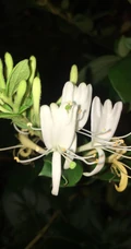 忍冬花（金银花）图片，花期4到6月（秋季亦常开花）的忍冬花美图