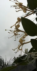 忍冬花（金银花）图片，花期4到6月（秋季亦常开花）的忍冬花美图