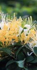 忍冬花（金银花）图片，花期4到6月（秋季亦常开花）的忍冬花美图