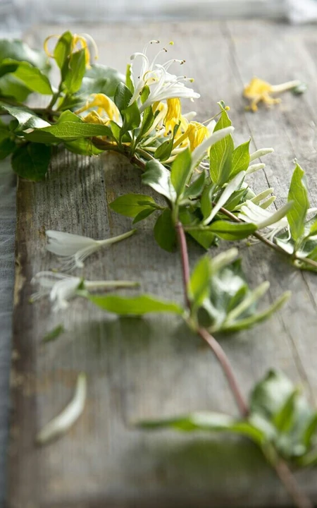 忍冬花（金银花）图片，花期4到6月（秋季亦常开花）的忍冬花美图
