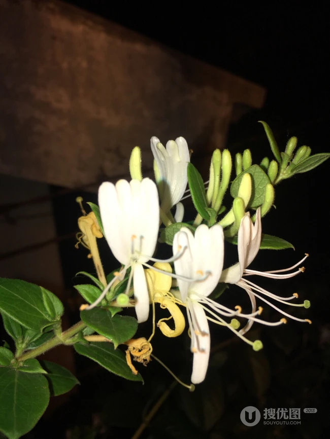 忍冬花（金银花）图片，花期4到6月（秋季亦常开花）的忍冬花美图