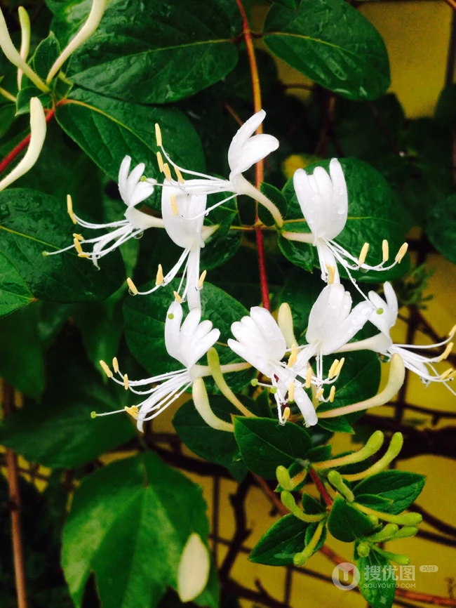 忍冬花（金银花）图片，花期4到6月（秋季亦常开花）的忍冬花美图