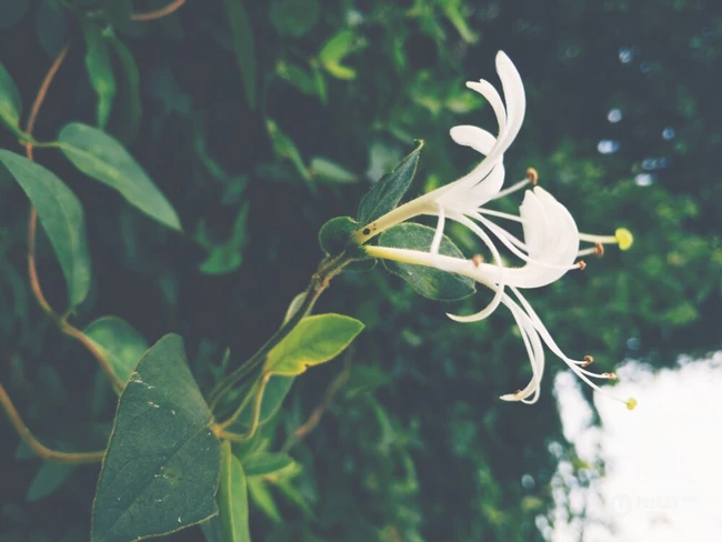 忍冬花（金银花）图片，花期4到6月（秋季亦常开花）的忍冬花美图