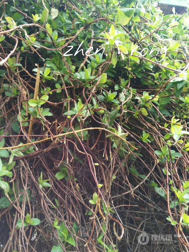忍冬花（金银花）图片，花期4到6月（秋季亦常开花）的忍冬花美图