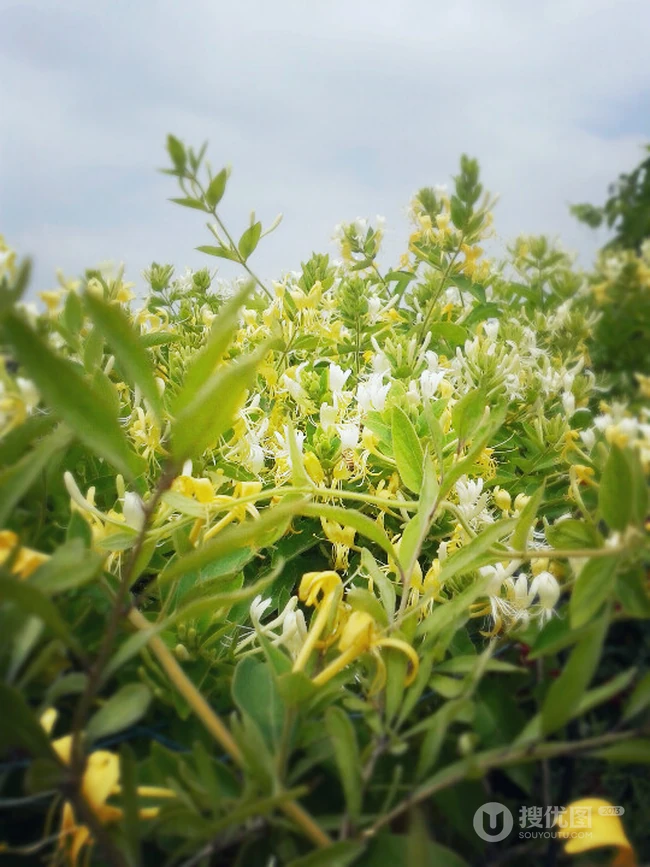 忍冬花（金银花）图片，花期4到6月（秋季亦常开花）的忍冬花美图