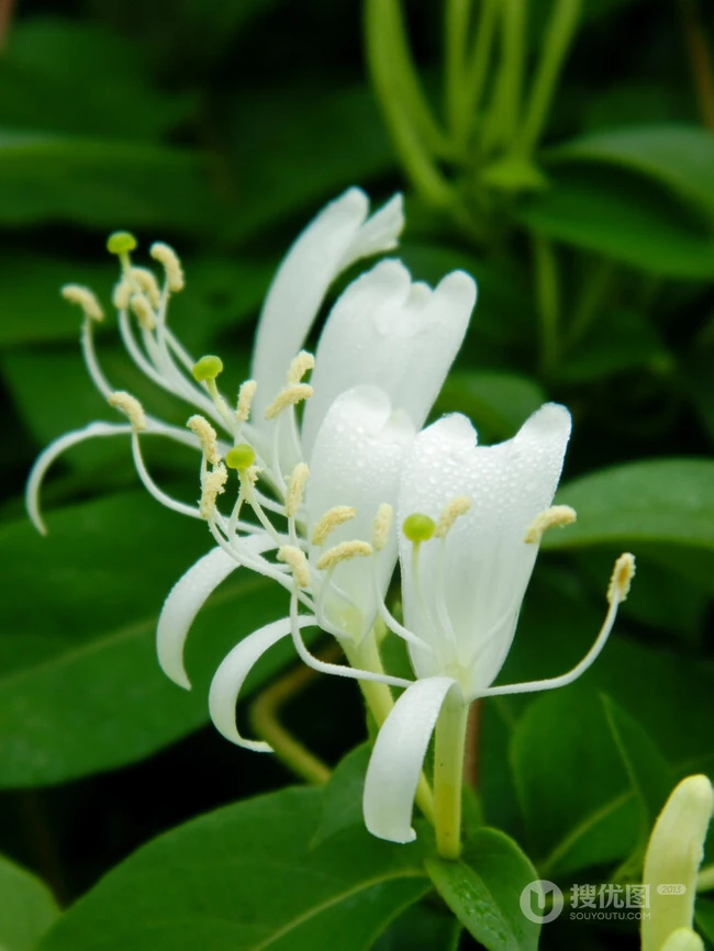 忍冬花（金银花）图片，花期4到6月（秋季亦常开花）的忍冬花美图