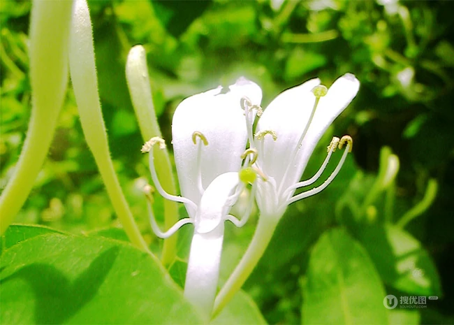忍冬花（金银花）图片，花期4到6月（秋季亦常开花）的忍冬花美图