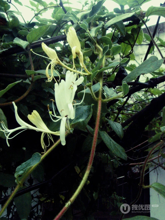 忍冬花（金银花）图片，花期4到6月（秋季亦常开花）的忍冬花美图