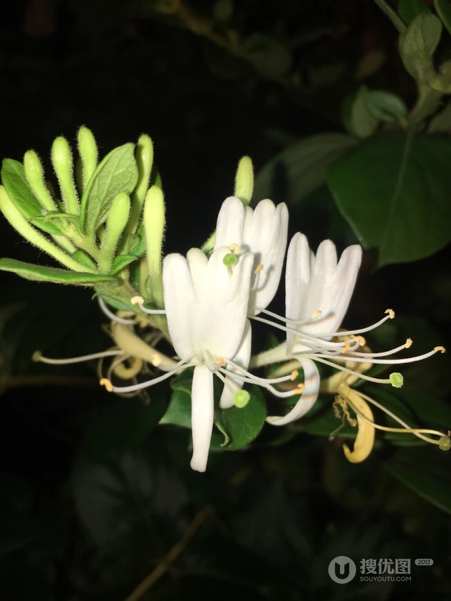 忍冬花（金银花）图片，花期4到6月（秋季亦常开花）的忍冬花美图