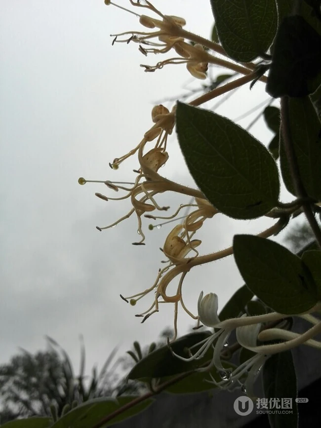 忍冬花（金银花）图片，花期4到6月（秋季亦常开花）的忍冬花美图