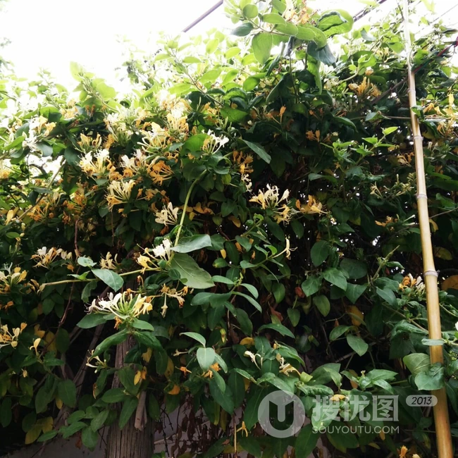 忍冬花（金银花）图片，花期4到6月（秋季亦常开花）的忍冬花美图