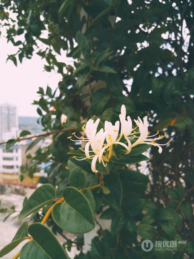 忍冬花（金银花）图片，花期4到6月（秋季亦常开花）的忍冬花美图