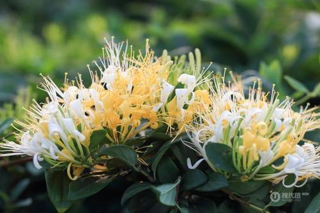 忍冬花（金银花）图片，花期4到6月（秋季亦常开花）的忍冬花美图