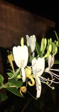 忍冬花（金银花）图片，花期4到6月（秋季亦常开花）的忍冬花美图