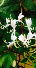 忍冬花（金银花）图片，花期4到6月（秋季亦常开花）的忍冬花美图