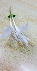 鸳鸯成对金银花，代表奉献，诚实的爱花语的金银花好看图片
