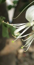 鸳鸯成对金银花，代表奉献，诚实的爱花语的金银花好看图片