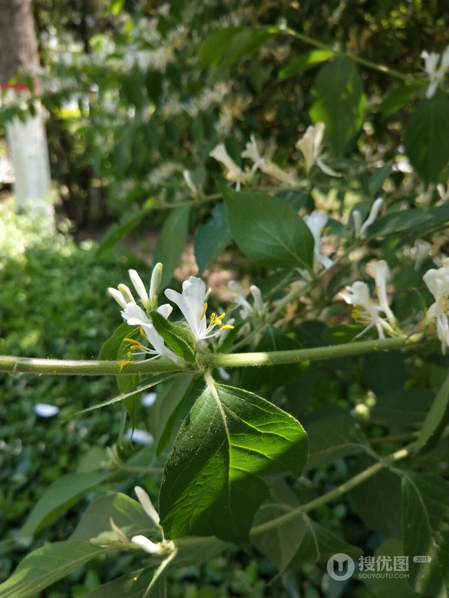 鸳鸯成对金银花，代表奉献，诚实的爱花语的金银花好看图片