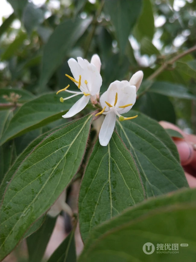 鸳鸯成对金银花，代表奉献，诚实的爱花语的金银花好看图片