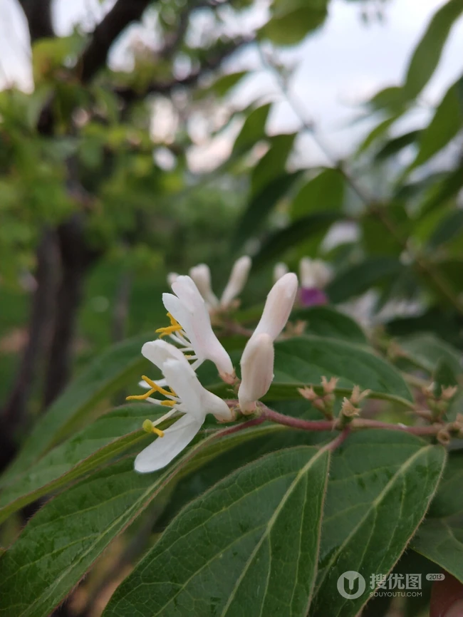 鸳鸯成对金银花，代表奉献，诚实的爱花语的金银花好看图片