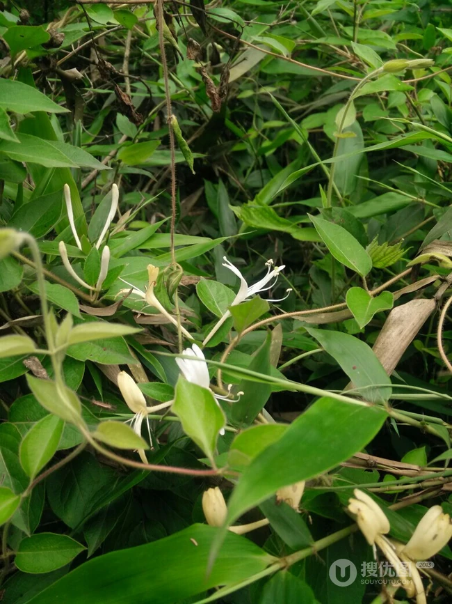 鸳鸯成对金银花，代表奉献，诚实的爱花语的金银花好看图片