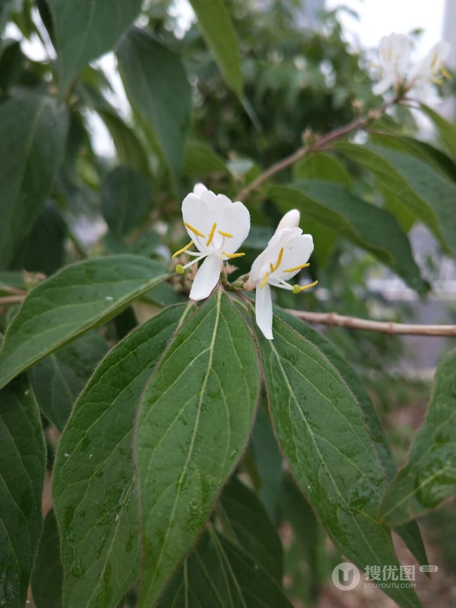 鸳鸯成对金银花，代表奉献，诚实的爱花语的金银花好看图片