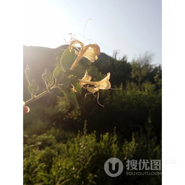 鸳鸯成对金银花，代表奉献，诚实的爱花语的金银花好看图片