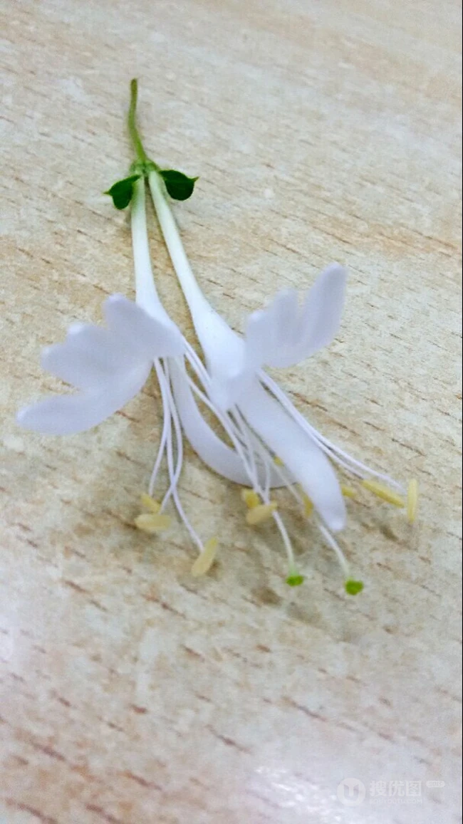鸳鸯成对金银花，代表奉献，诚实的爱花语的金银花好看图片