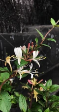 鸳鸯成对金银花，代表奉献，诚实的爱花语的金银花好看图片