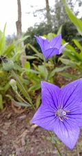 桔梗花（铃铛花）图片，清幽淡雅的蓝紫色桔梗花花朵图片