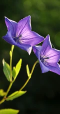 桔梗花（铃铛花）图片，清幽淡雅的蓝紫色桔梗花花朵图片