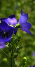 桔梗花（铃铛花）图片，清幽淡雅的蓝紫色桔梗花花朵图片