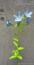 桔梗花（铃铛花）图片，清幽淡雅的蓝紫色桔梗花花朵图片