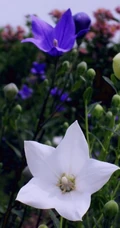 桔梗花（铃铛花）图片，清幽淡雅的蓝紫色桔梗花花朵图片