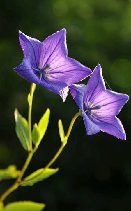 桔梗花（铃铛花）图片，清幽淡雅的蓝紫色桔梗花花朵图片