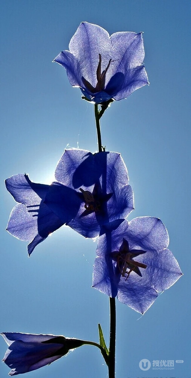 桔梗花（铃铛花）图片，清幽淡雅的蓝紫色桔梗花花朵图片