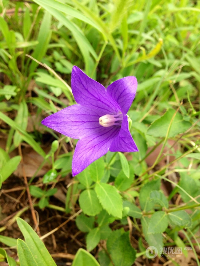 桔梗花（铃铛花）图片，清幽淡雅的蓝紫色桔梗花花朵图片