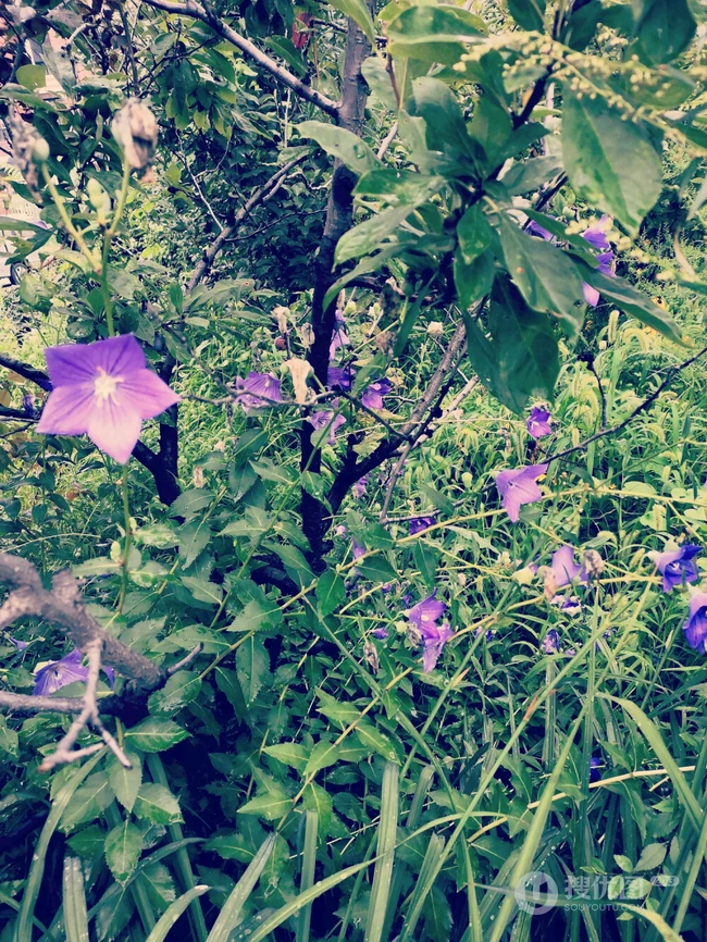 桔梗花（铃铛花）图片，清幽淡雅的蓝紫色桔梗花花朵图片