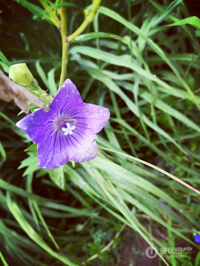 桔梗花（铃铛花）图片，清幽淡雅的蓝紫色桔梗花花朵图片