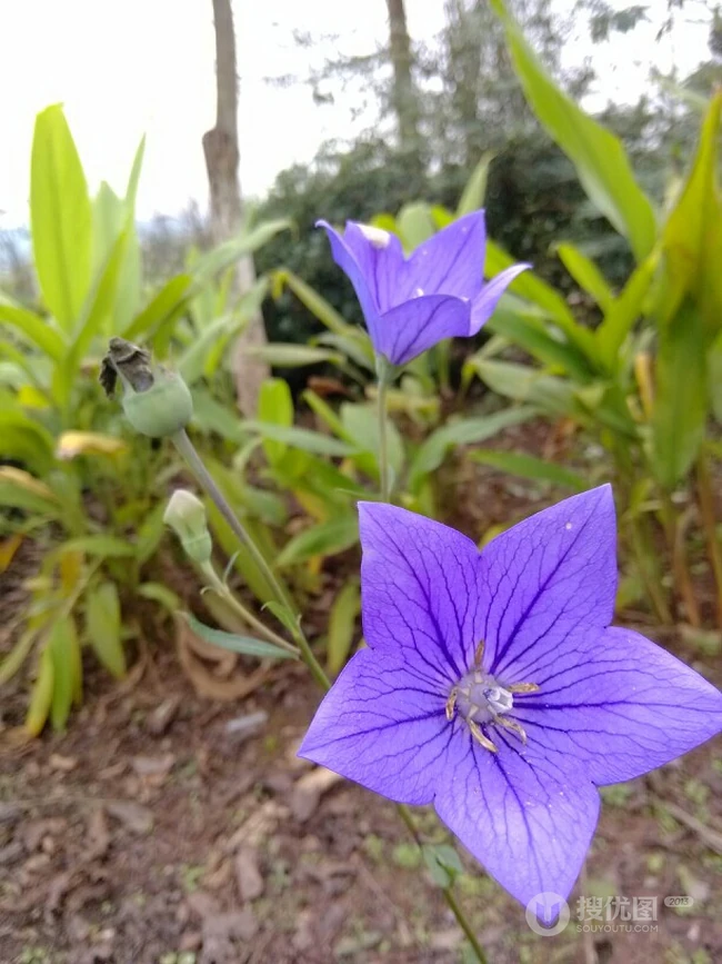桔梗花（铃铛花）图片，清幽淡雅的蓝紫色桔梗花花朵图片