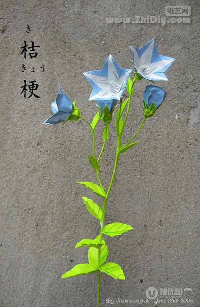 桔梗花（铃铛花）图片，清幽淡雅的蓝紫色桔梗花花朵图片