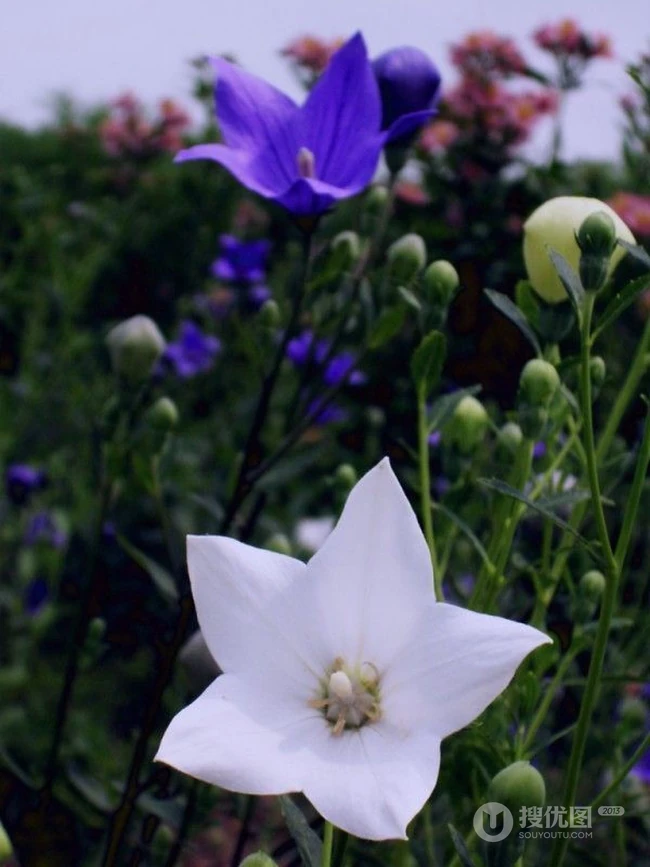 桔梗花（铃铛花）图片，清幽淡雅的蓝紫色桔梗花花朵图片