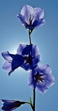 桔梗花（铃铛花）图片，清幽淡雅的蓝紫色桔梗花花朵图片