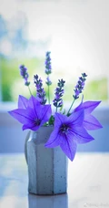 花语真诚不变的爱之桔梗花，花期7-9月的浪漫花朵桔梗花田间图片