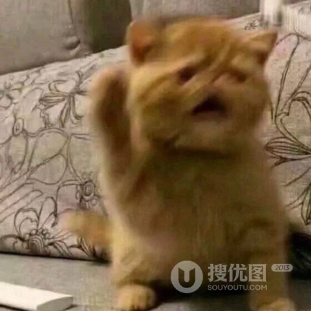 就这样看着你，沙雕动物搞笑表情QQ头像图片