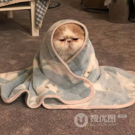 就这样看着你，沙雕动物搞笑表情QQ头像图片