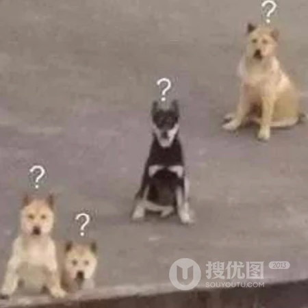 就这样看着你，沙雕动物搞笑表情QQ头像图片