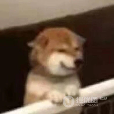 就这样看着你，沙雕动物搞笑表情QQ头像图片