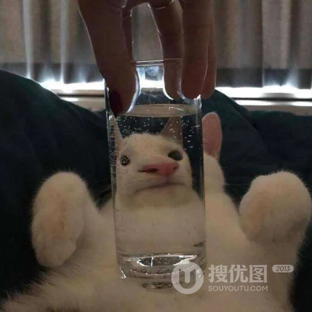 就这样看着你，沙雕动物搞笑表情QQ头像图片